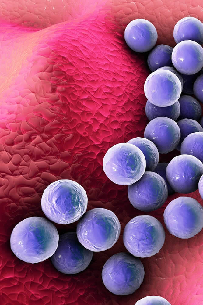 USP 62 Testing Pharmaceutical Microorganisms